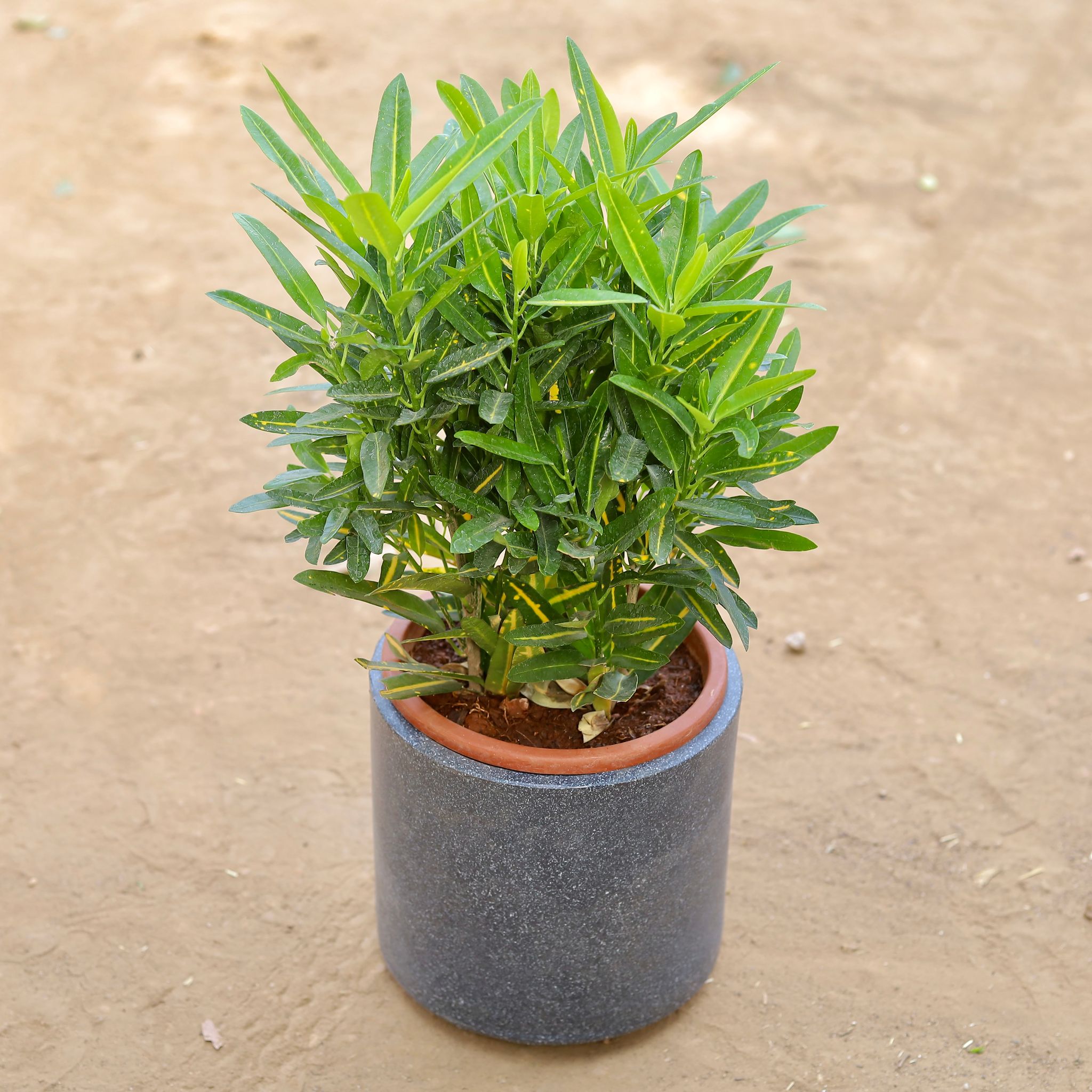 Croton Sunny Star in 8 Inch Classy Grey Cylindrical Fiberglass Pot