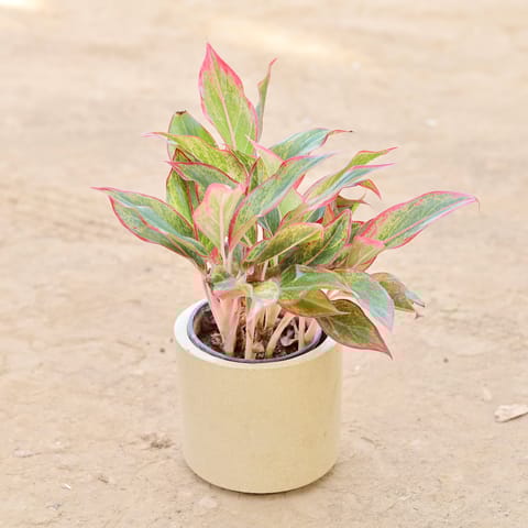 Aglaonema Lipstick in 6 Inch Classy Beige Cylindrical Fiberglass Pot