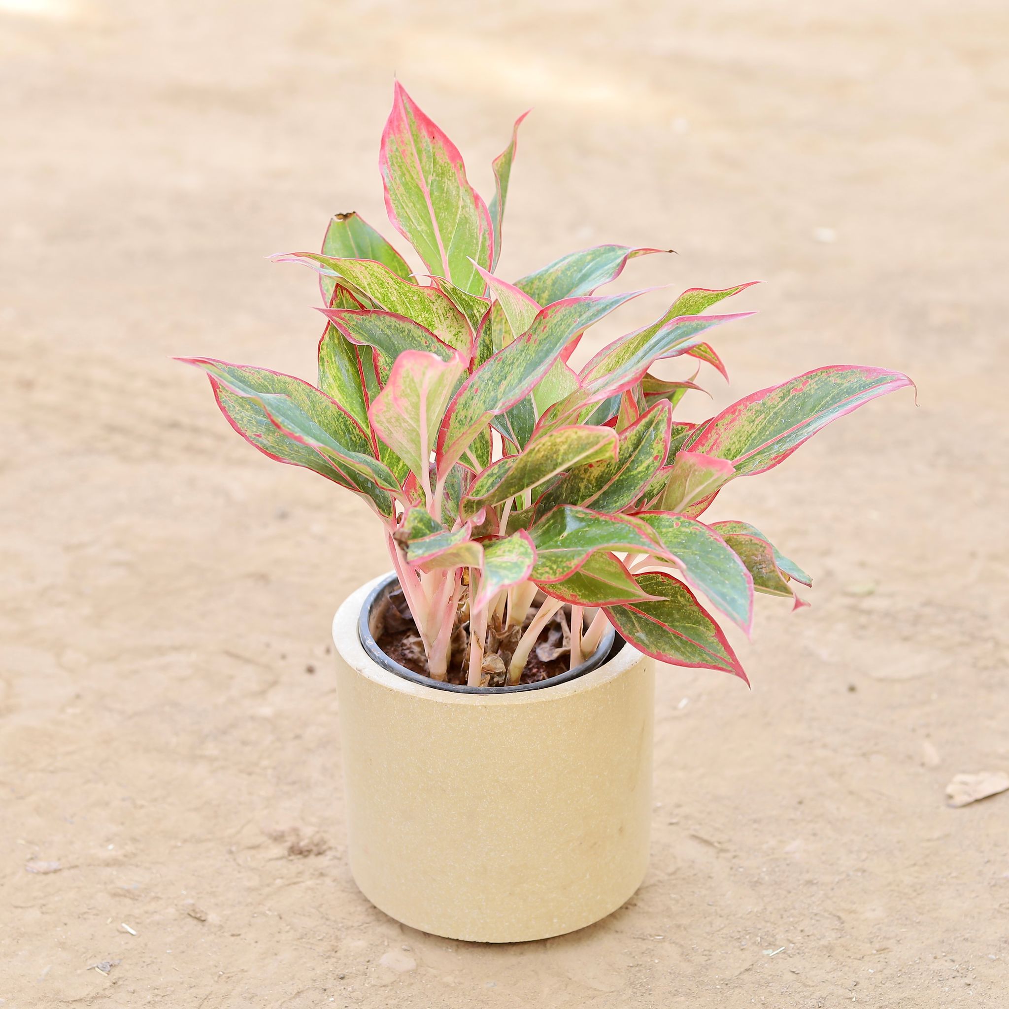 Aglaonema Lipstick in 6 Inch Classy Beige Cylindrical Fiberglass Pot