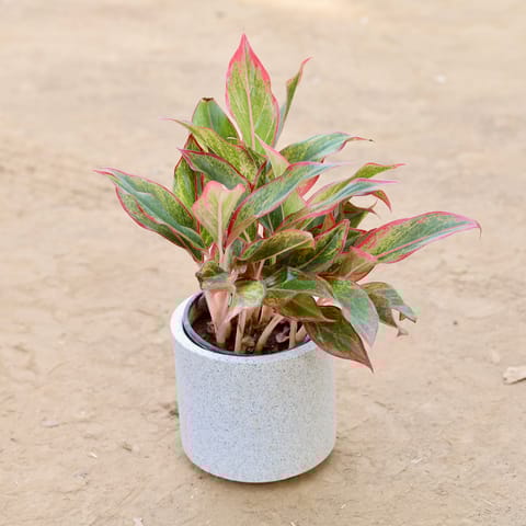 Aglaonema Lipstick in 6 Inch Classy Marble White Cylindrical Fiberglass Pot