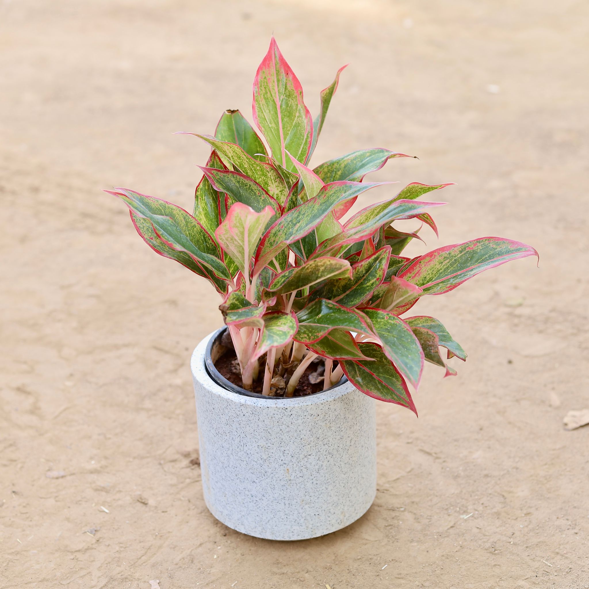 Aglaonema Lipstick in 6 Inch Classy Marble White Cylindrical Fiberglass Pot