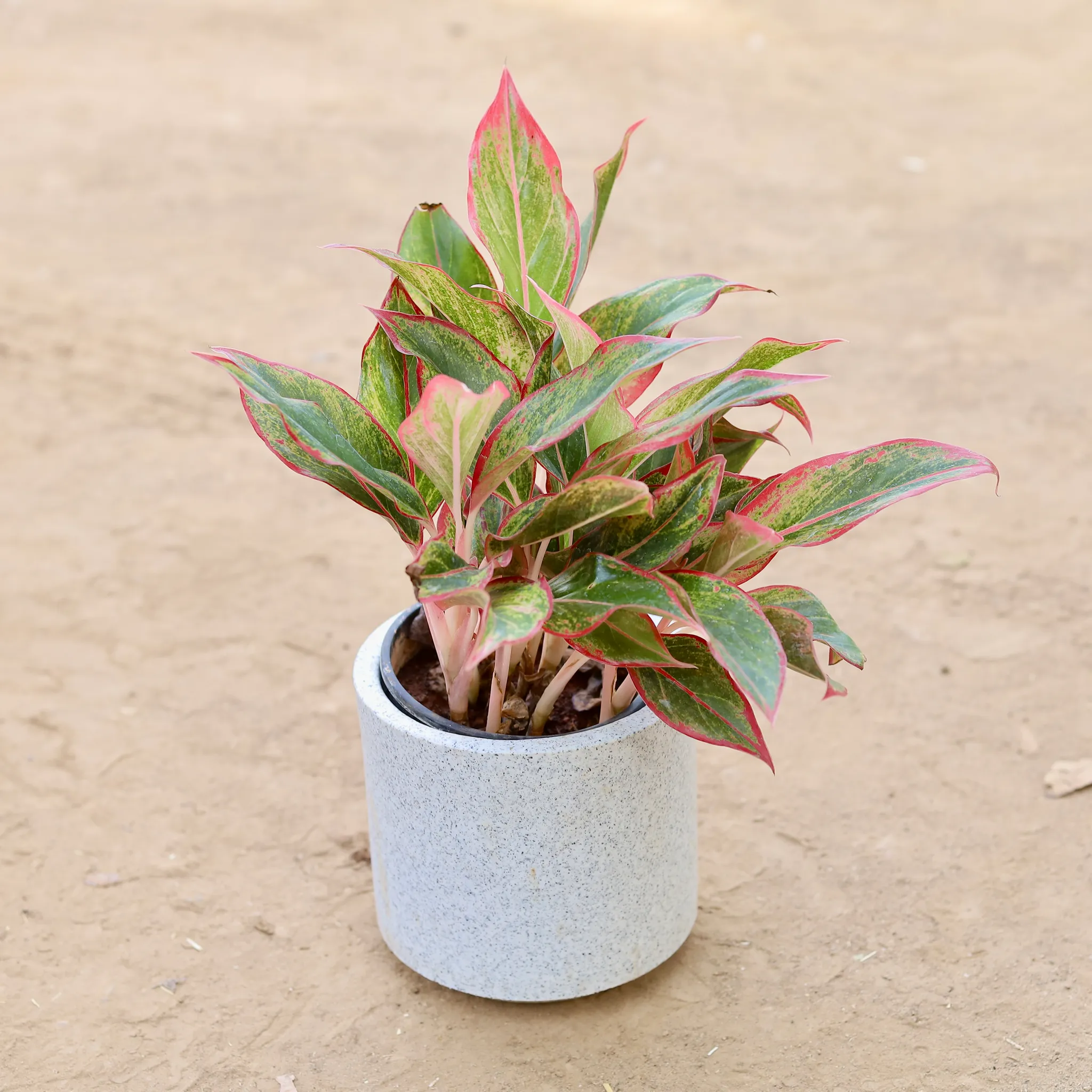 Aglaonema Lipstick in 6 Inch Classy Marble White Cylindrical Fiberglass Pot