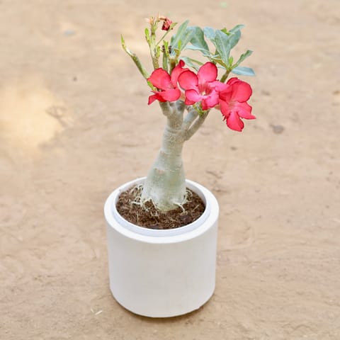 Adenium Bonsai in 6 Inch Classy White Cylindrical Fiberglass Pot