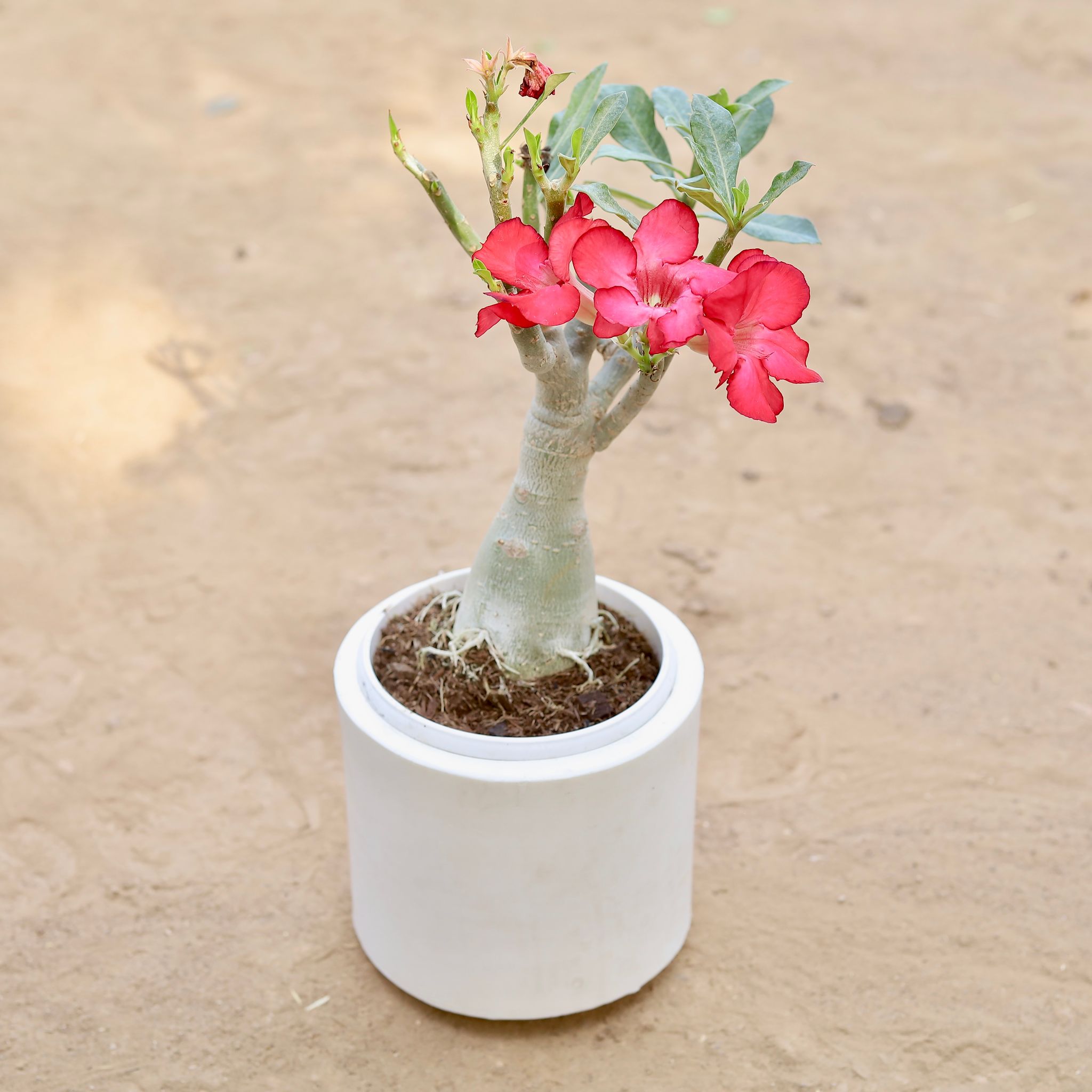 Adenium Bonsai in 6 Inch Classy White Cylindrical Fiberglass Pot