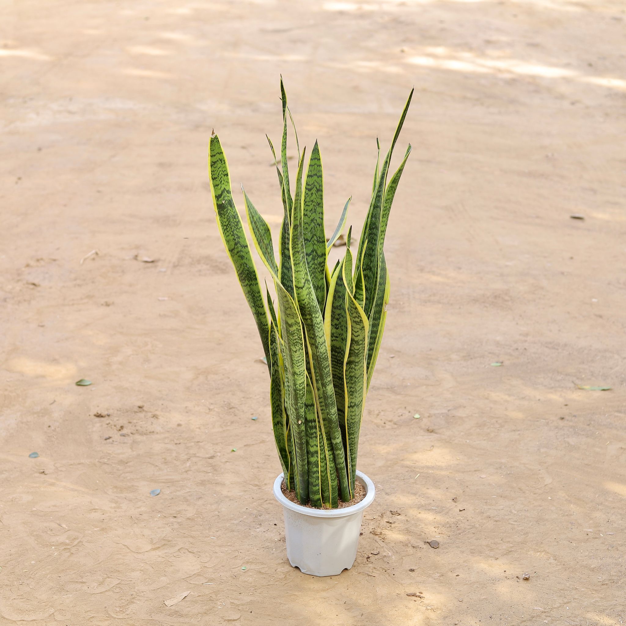 Snake Long Imported in 8 Inch White Nursery Pot