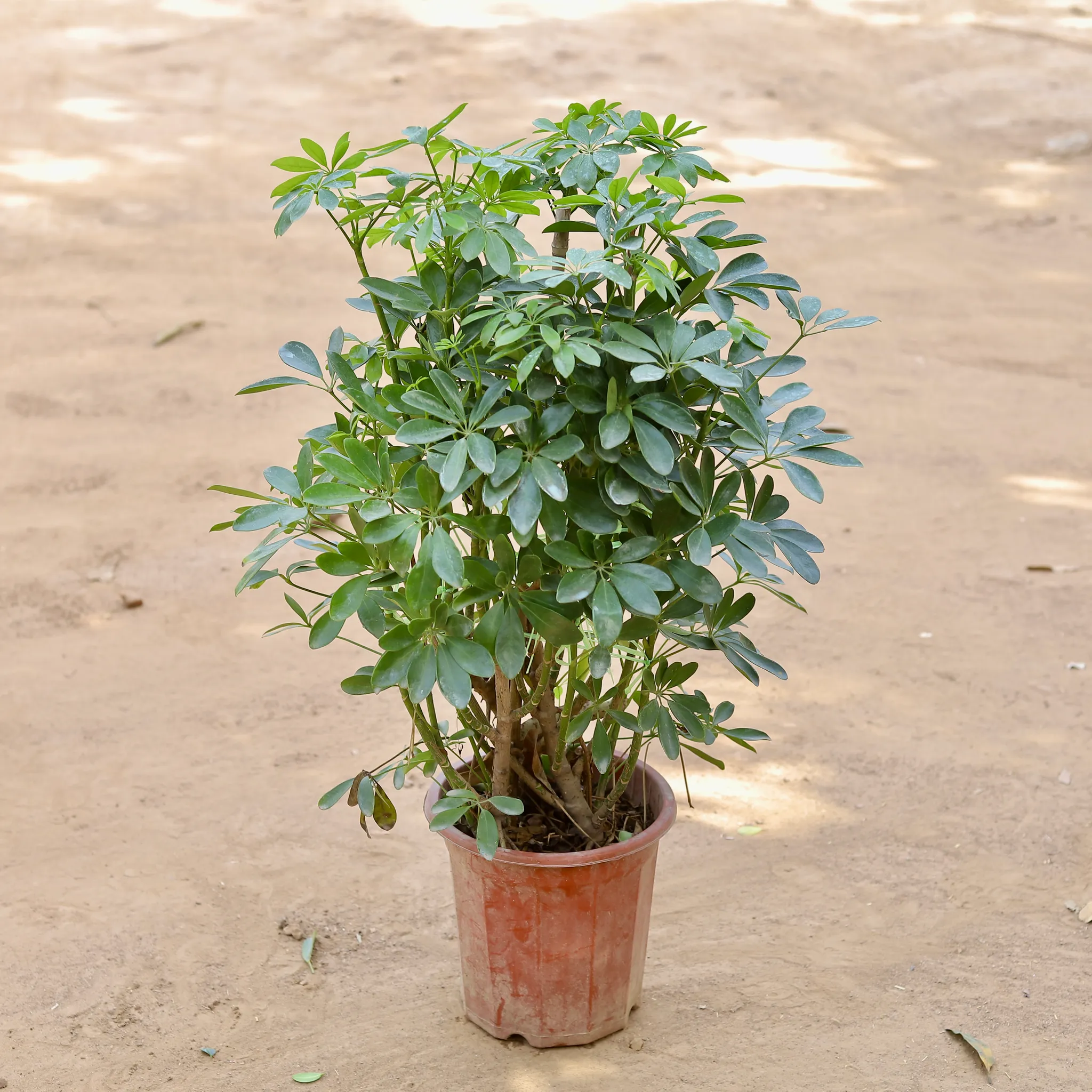 Schefflera Green Imported (~10 Yrs Old) (~2.5 Ft) in 12 Inch Nursery pot
