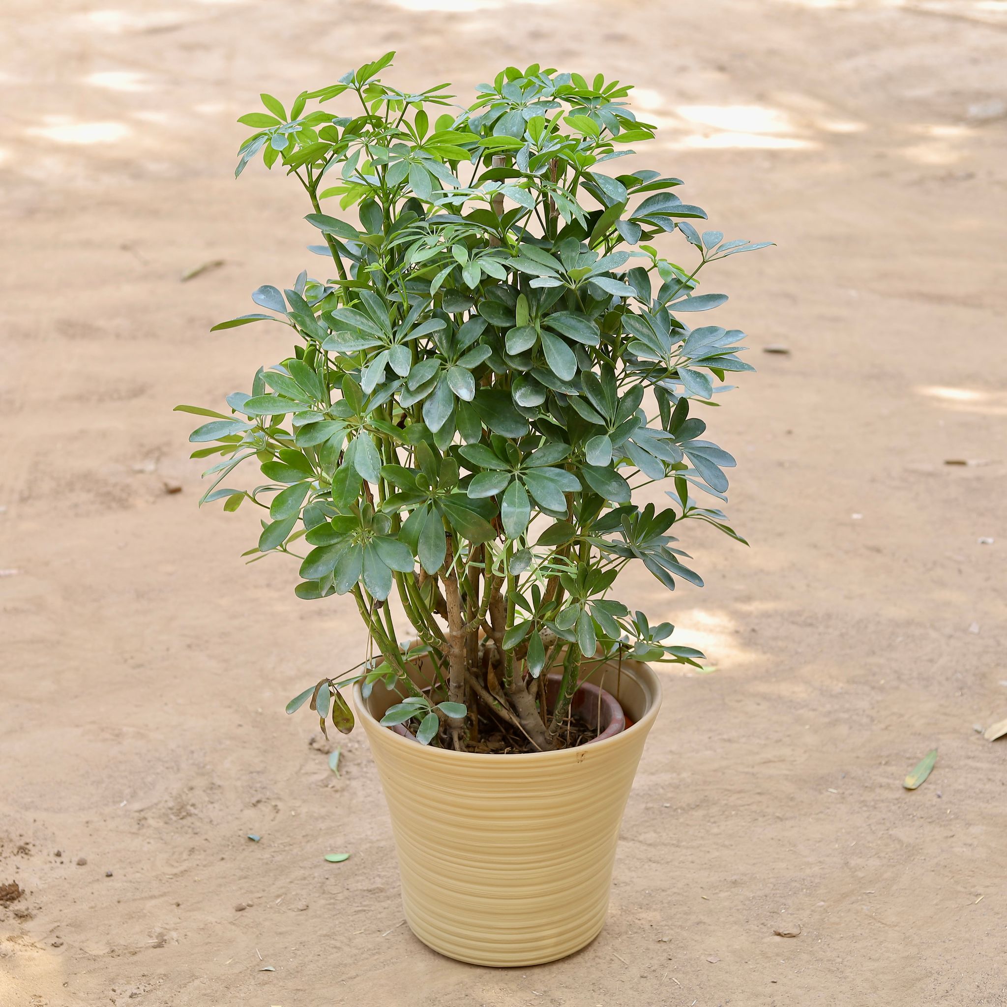 Schefflera Green Imported (~10 Yrs Old) (~2.5 Ft) in 12 Inch Yellow Designer Leno Plastic Pot