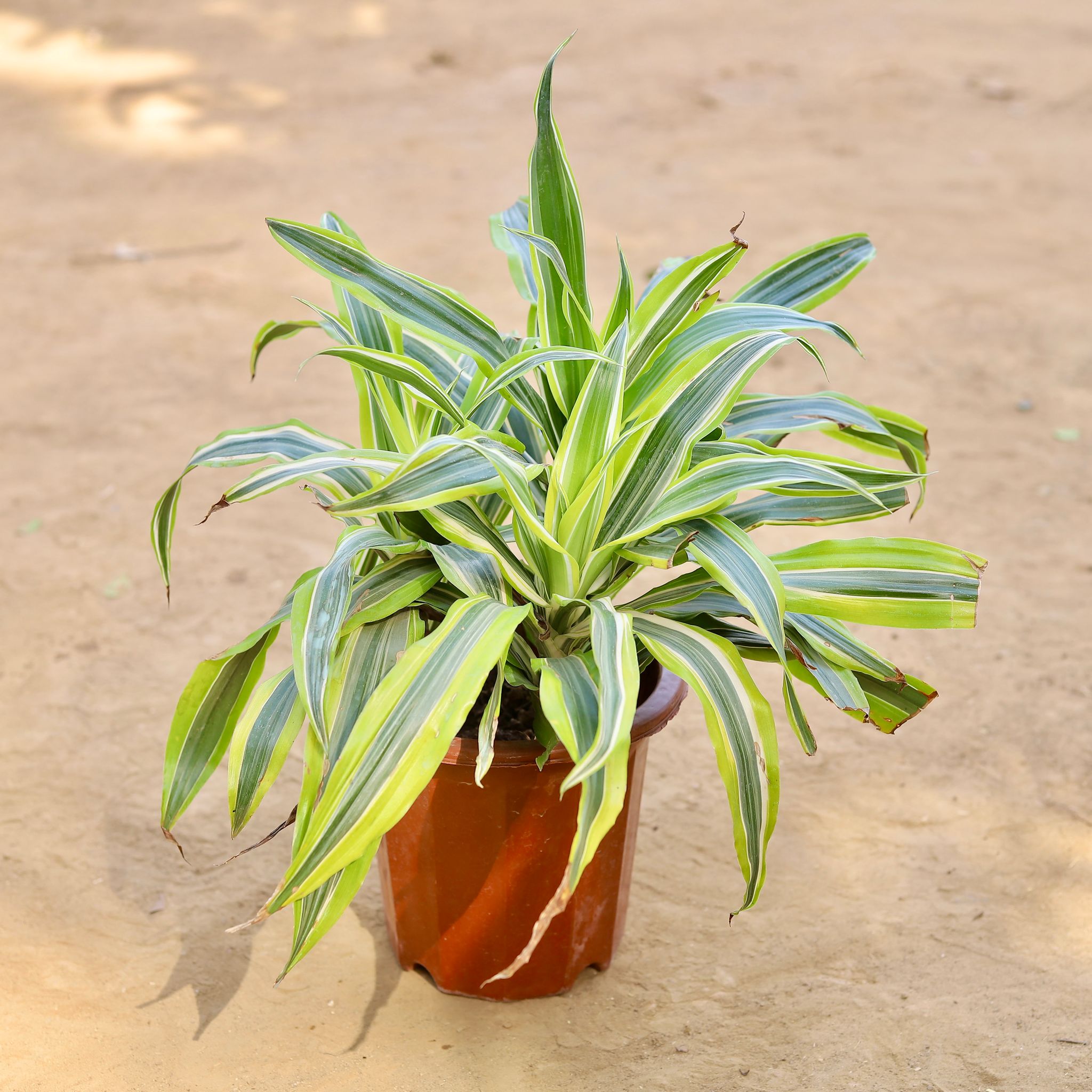 Dracaena Lemon Three in One Imported Plant in 10 Inch Nursery Pot