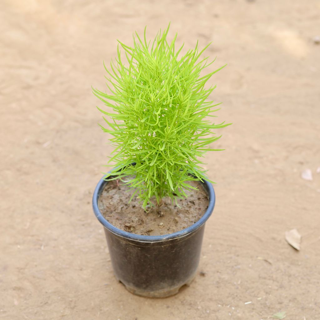 Kochia in 6 Inch Nursery Pot