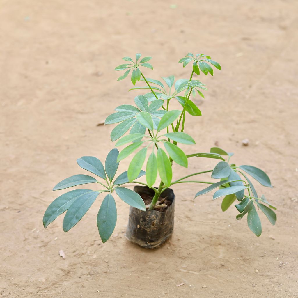 Buy Schefflera Green in 4 Inch Nursery Bag Online | Urvann.com Schefflera Green in 4 Inch Nursery Bag