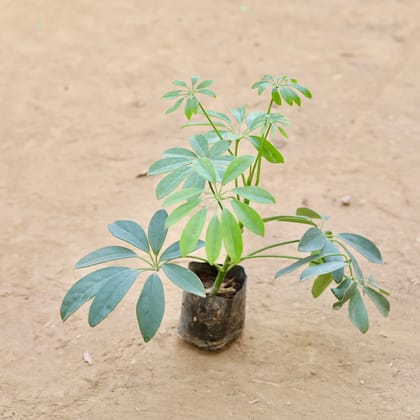 Buy Schefflera Green in 4 Inch Nursery Bag Online | Urvann.com