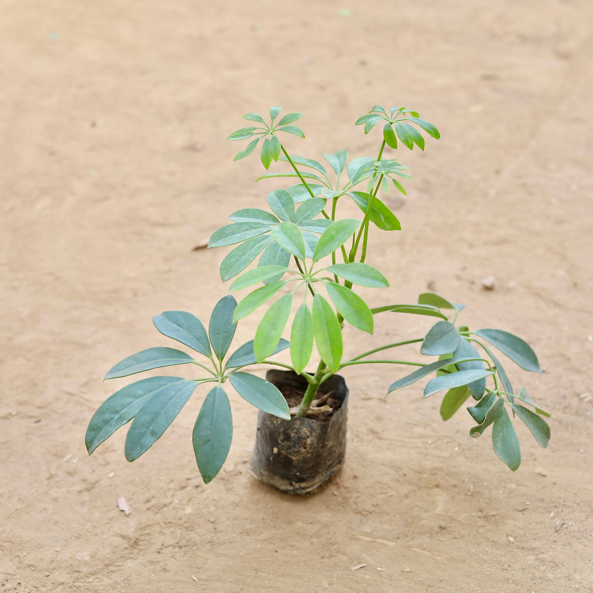Schefflera Green in 4 Inch Nursery Bag
