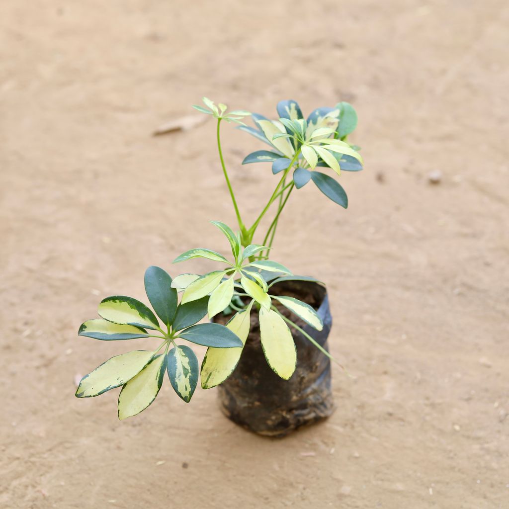 Buy Schefflera Vareigated in 4 Inch Nursery Bag Online | Urvann.com Schefflera Vareigated in 4 Inch Nursery Bag