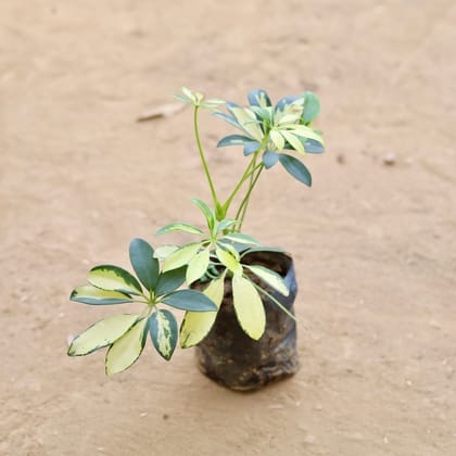 Buy Schefflera Vareigated in 4 Inch Nursery Bag Online | Urvann.com