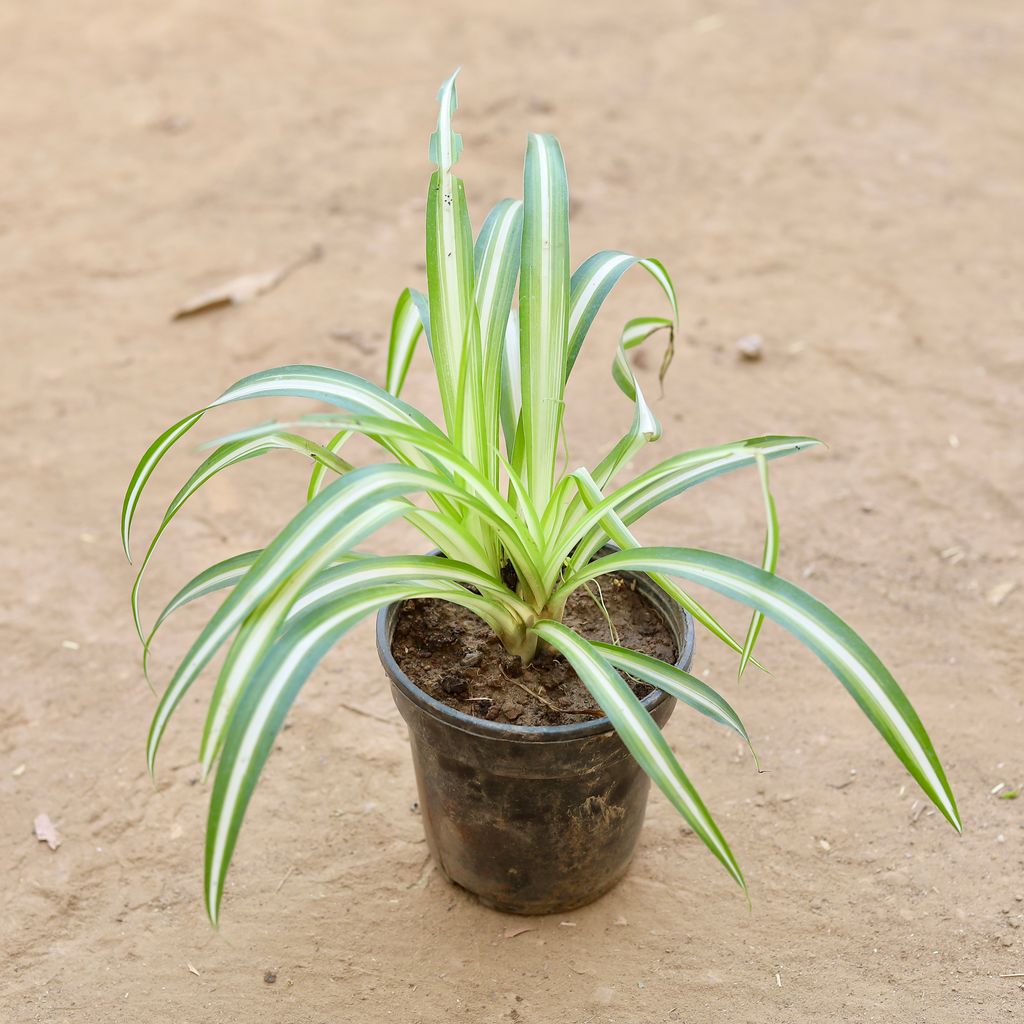 Chlorophytum Comosum / Spider Plant in 5 Inch Nursery Pot