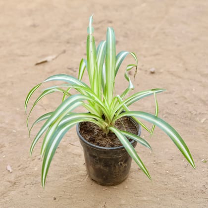 Buy Chlorophytum Comosum / Spider Plant in 5 Inch Nursery Pot Online | Urvann.com