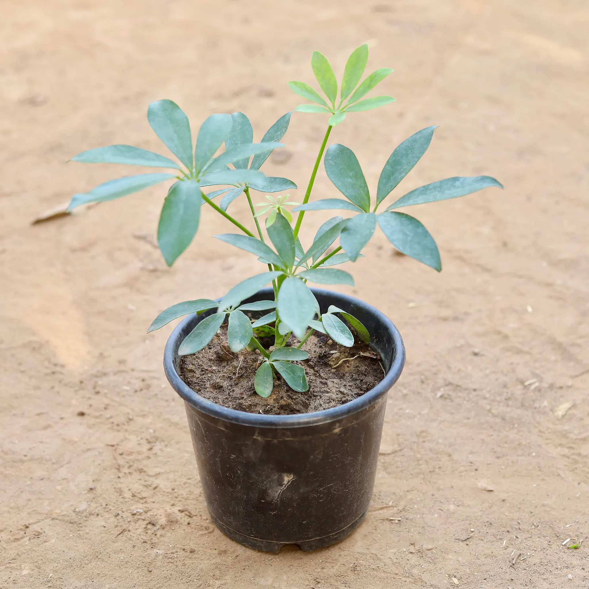 Schefflera Green in 6 Inch Nursery Pot