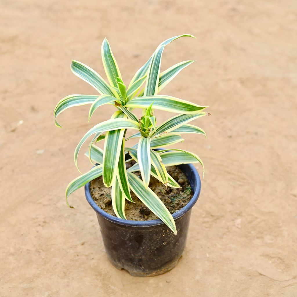 Buy Song Of India in 6 Inch Nursery Pot Online | Urvann.com Song Of India in 6 Inch Nursery Pot