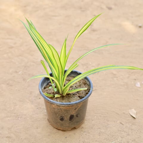 Pandanus / Screwpine in 6 Inch Nursery Pot