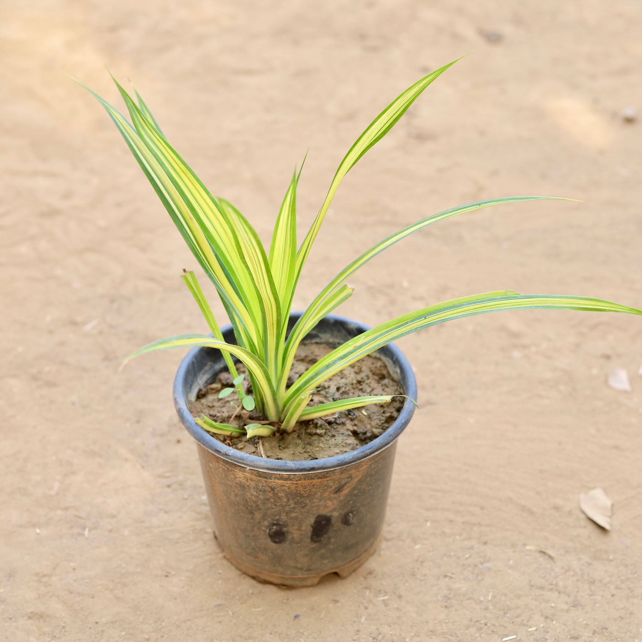 Pandanus / Screwpine in 6 Inch Nursery Pot
