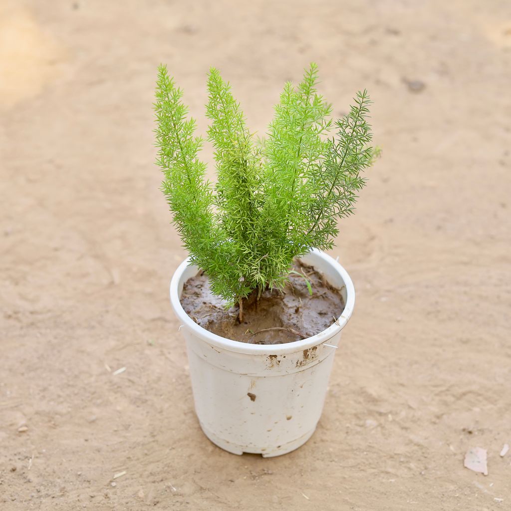 Buy Asparagus Mary in 5 Inch Nursery pot Online | Urvann.com Asparagus Mary in 5 Inch Nursery pot