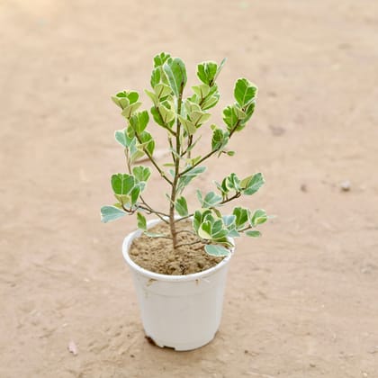 Buy Ficus Triangularis (Heart Leaf) in 5 Inch Nursery Pot Online | Urvann.com