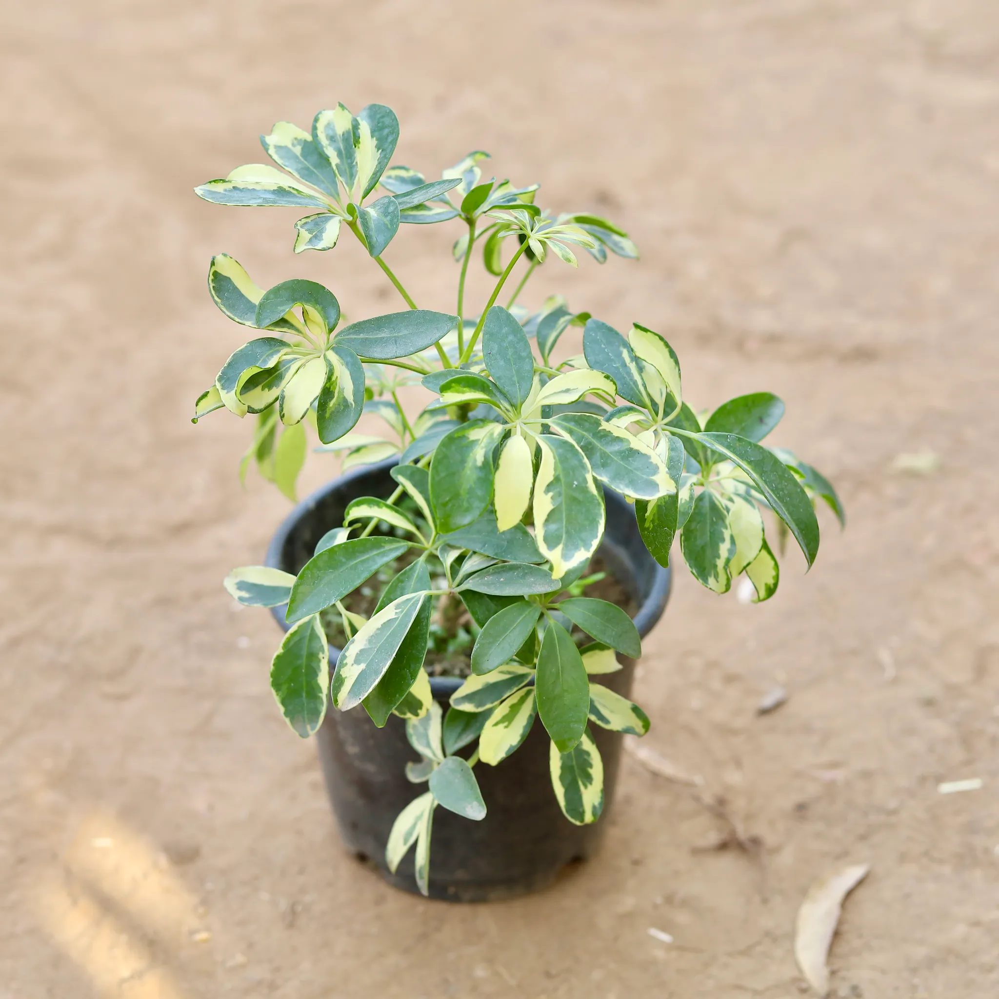 Schefflera Vareigated in 6 Inch Nursery Pot