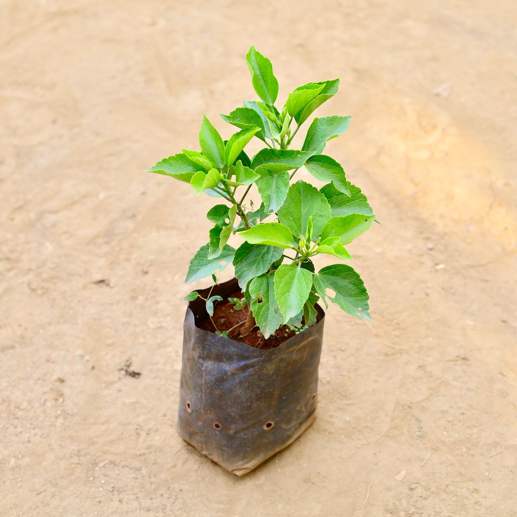 Hibiscus / Gudhal Dwarf (Any Colour) in 6 Inch Nursery Bag