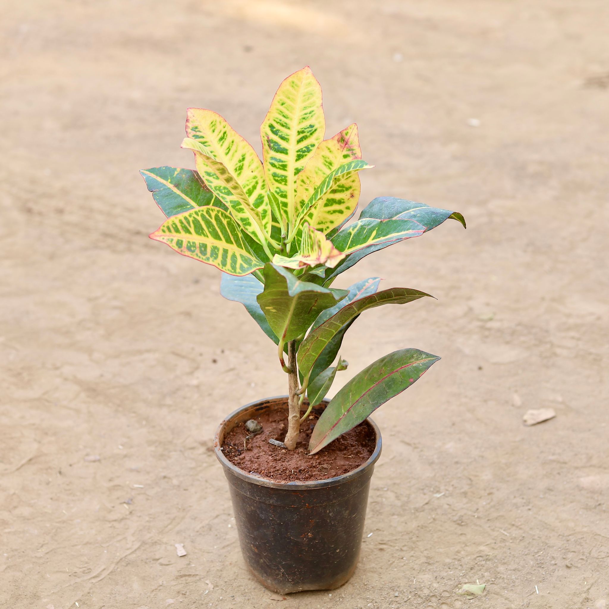 Croton Petra in 6 Inch Nursery Pot