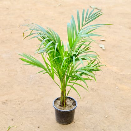 Buy Areca Palm (~ 2.5 Ft) in 6 Inch Nursery Pot Online | Urvann.com