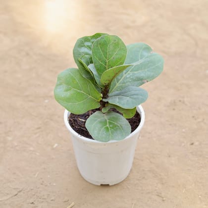 Buy Fiddle Leaf Fig / Ficus Lyrata in 5 Inch Nursery Pot Online | Urvann.com