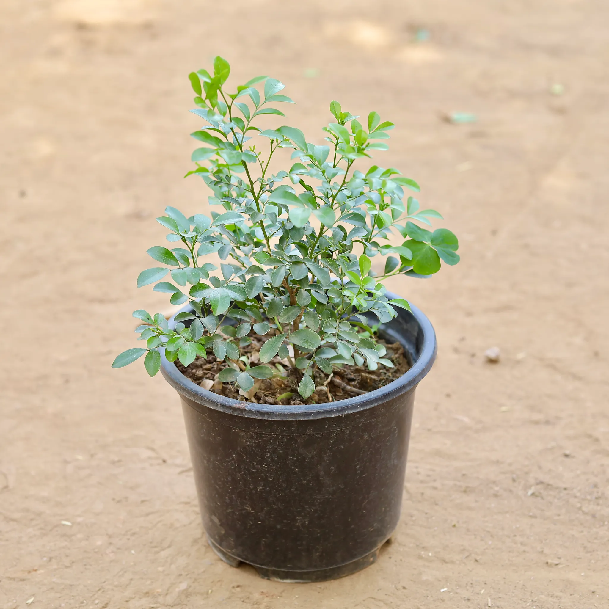 Madhu Kamini White / Murraya in 7 Inch Nursery pot