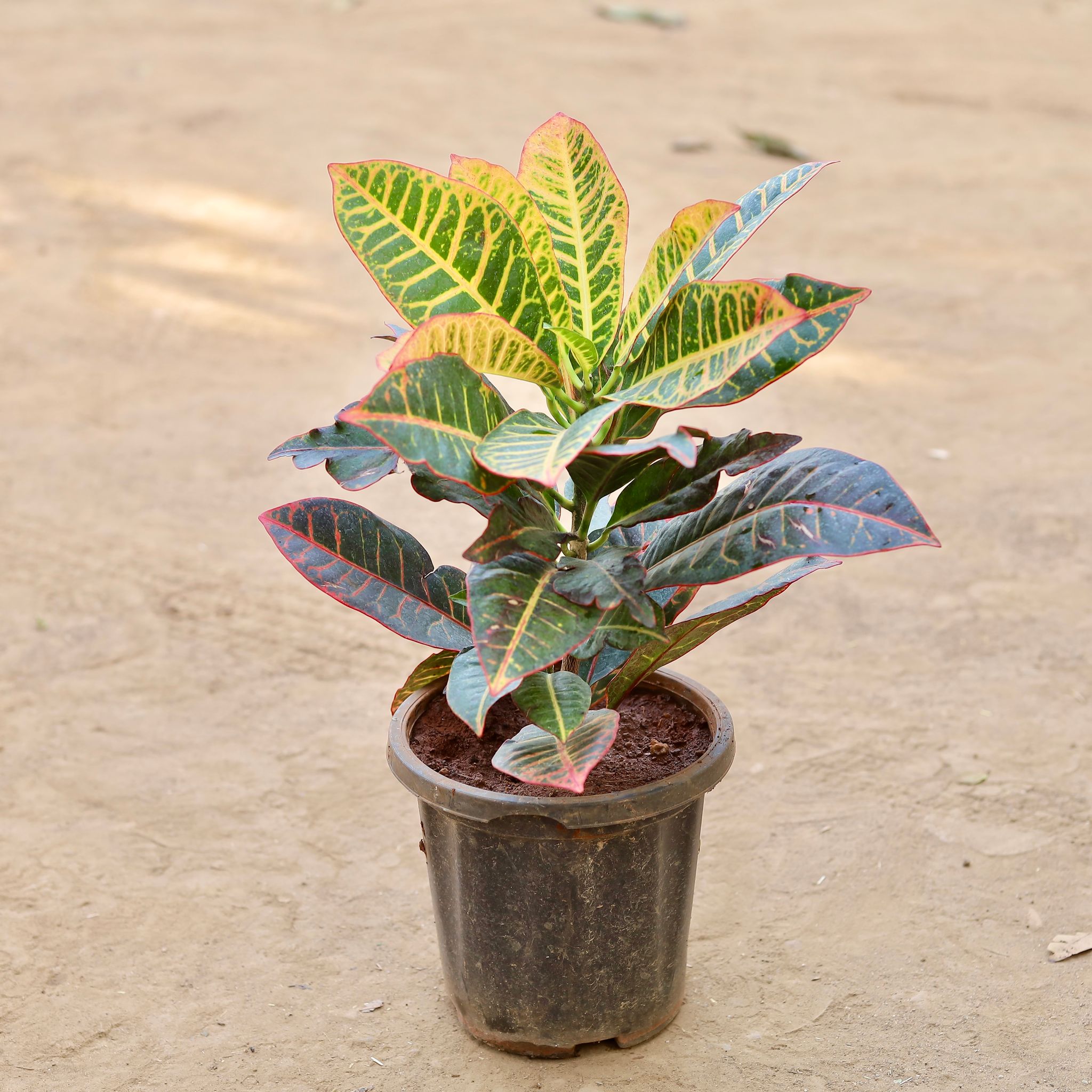 Croton Petra in 8 Inch Nursery Pot