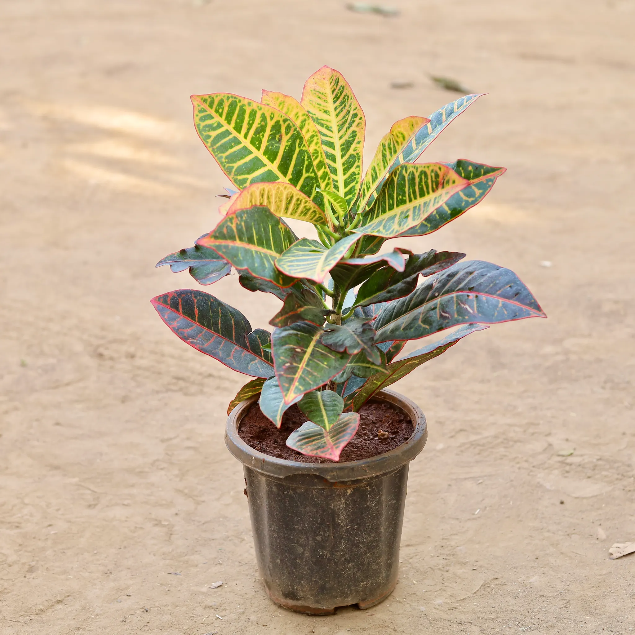 Croton Petra in 8 Inch Nursery Pot
