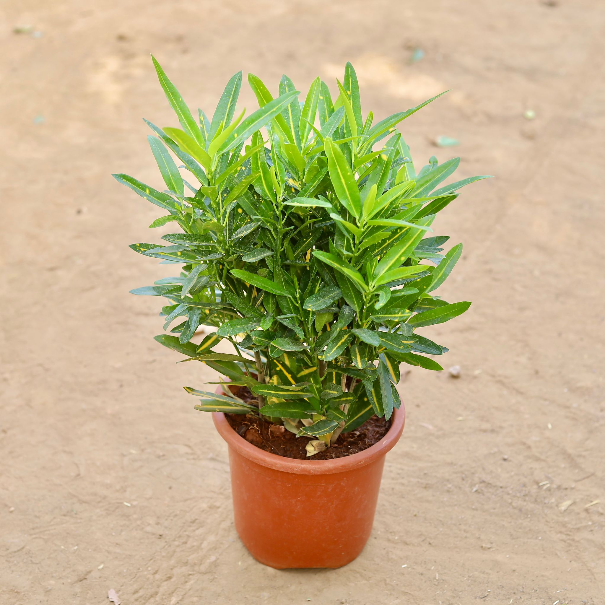 Croton Sunny Star in 8 Inch Nursery pot