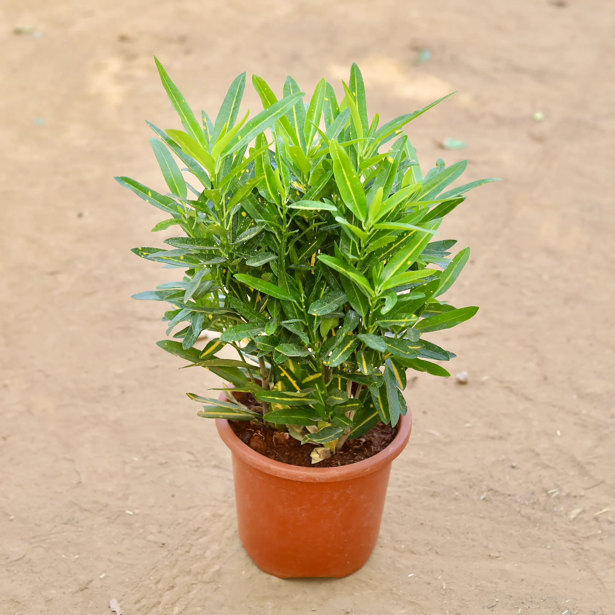 Croton Sunny Star in 8 Inch Nursery pot