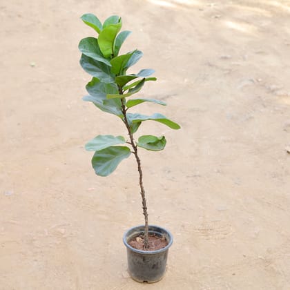 Buy Fiddle Leaf Fig / Ficus Lyrata (~ 2 Ft) in 8 Inch Nursery Pot Online | Urvann.com