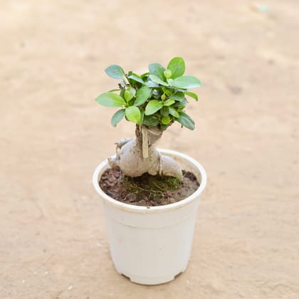 Buy Ficus Bonsai  in 5 Inch Nursery Pot Online | Urvann.com