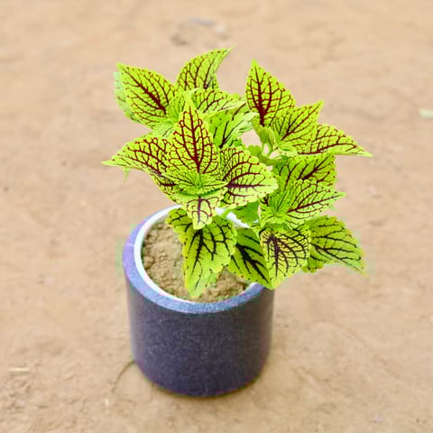 Coleus Green (Any Design) in 6 Inch Classy Grey Cylindrical Fiberglass Pot