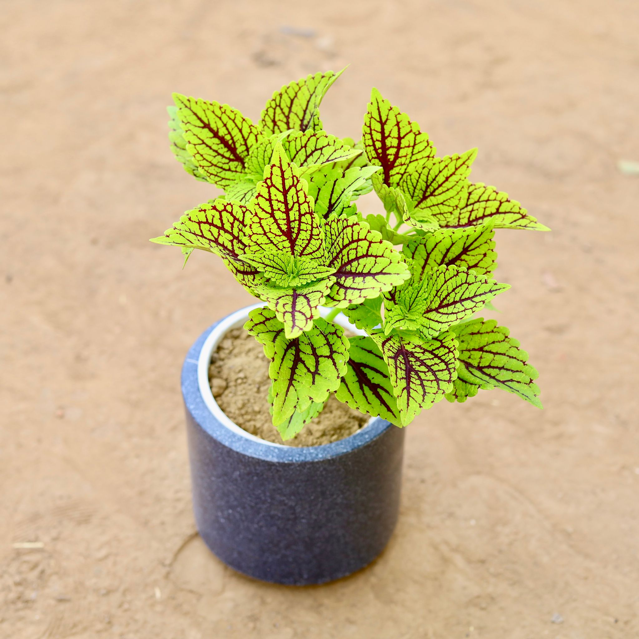 Coleus Green (Any Design) in 6 Inch Classy Grey Cylindrical Fiberglass Pot