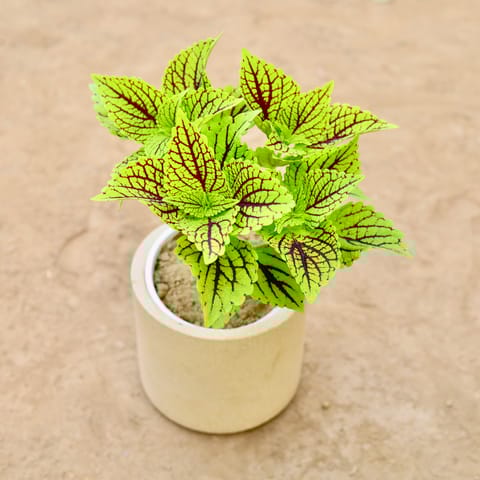 Coleus Green (Any Design) in 6 Inch Classy Beige Cylindrical Fiberglass Pot