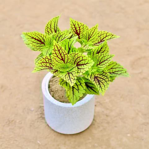 Coleus Green (Any Design) in 6 Inch Classy Marble White Cylindrical Fiberglass Pot