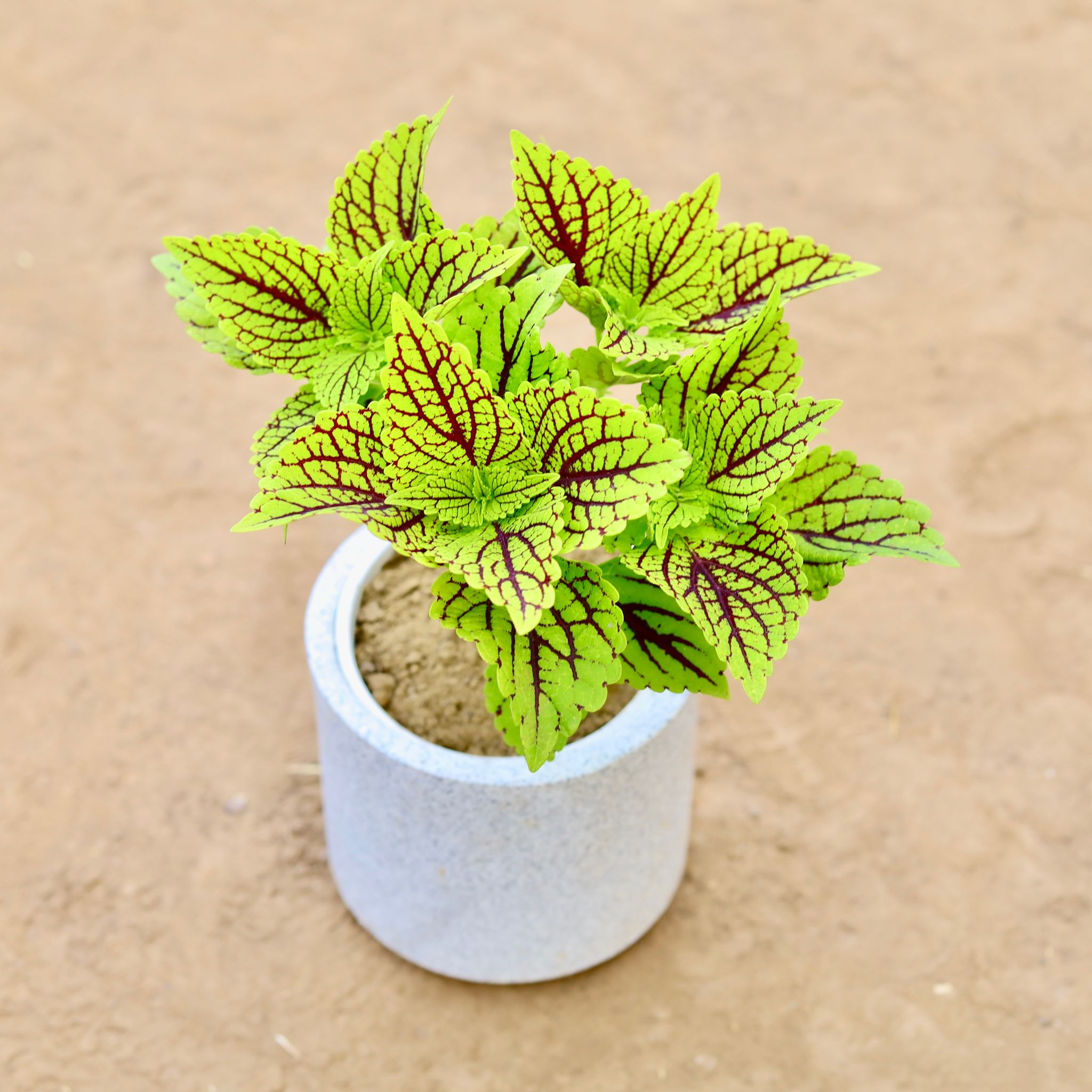 Coleus Green (Any Design) in 6 Inch Classy Marble White Cylindrical Fiberglass Pot