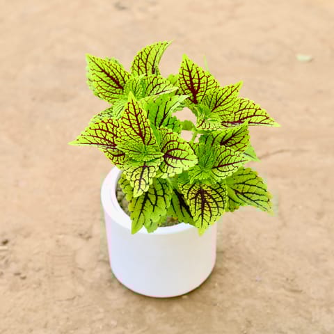 Coleus Green (Any Design) in 6 Inch Classy White Cylindrical Fiberglass Pot