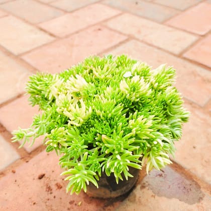 Sedum Lineare Succulent in 4 Inch Nursery Pot