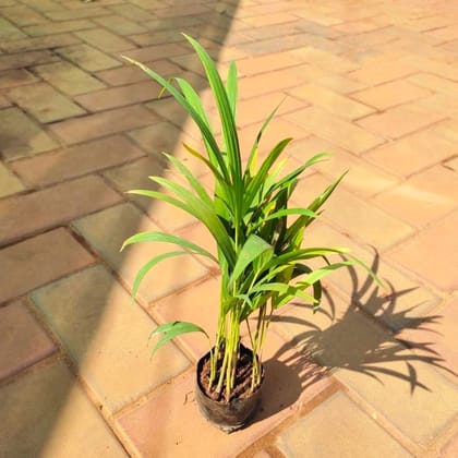 Areca Palm in 3 Inch Nursery Bag