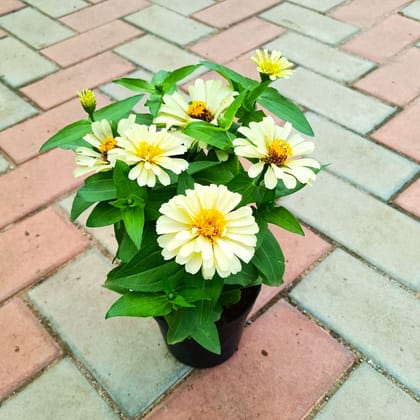 Zinnia White in 5 Inch Nursery Pot