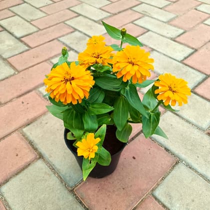 Zinnia  Yellow in 5 Inch Nursery Pot