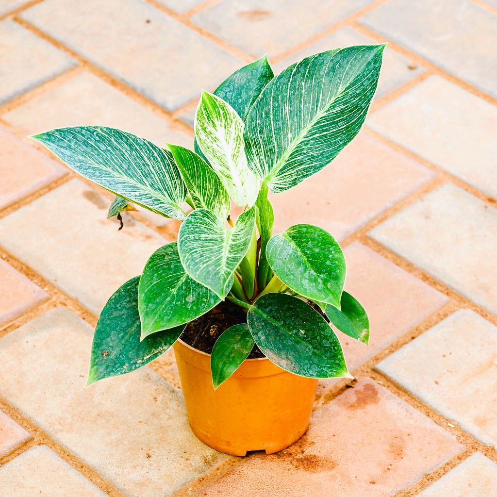 Philodendron Birkin Bushy in 5 Inch Nursery Pot