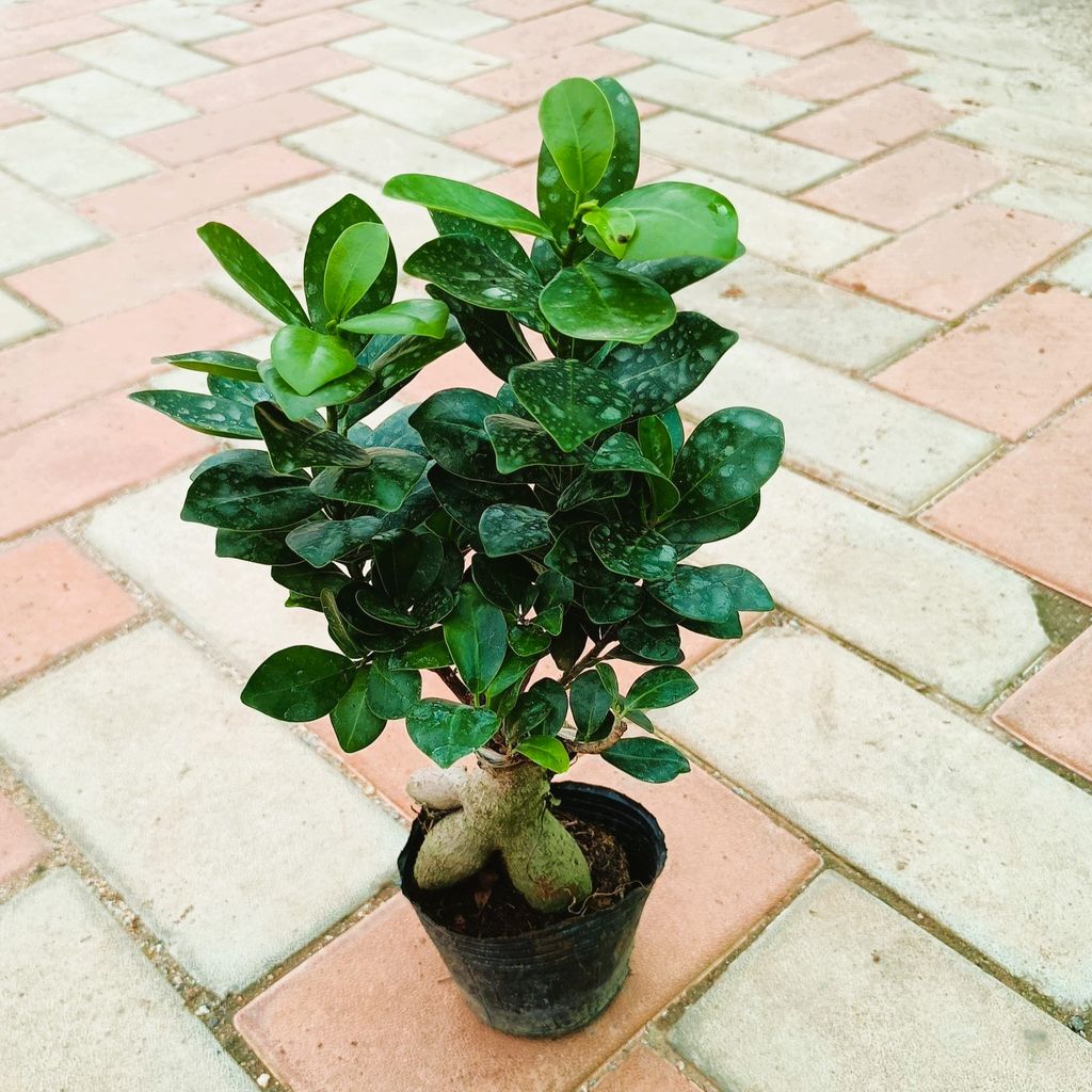 Ficus Bonsai in 4 Inch Nursery Bag